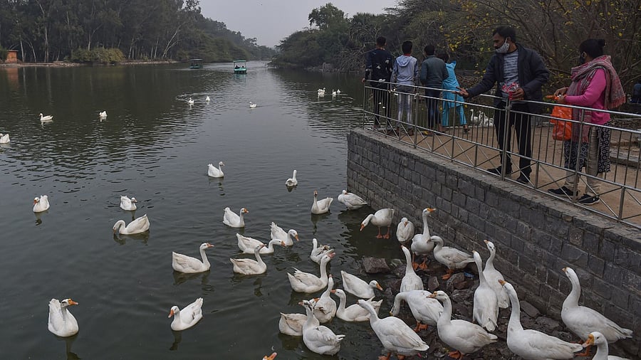 People feed ducks at Sanjay Lake in New Delhi. Credit: PTI Photo