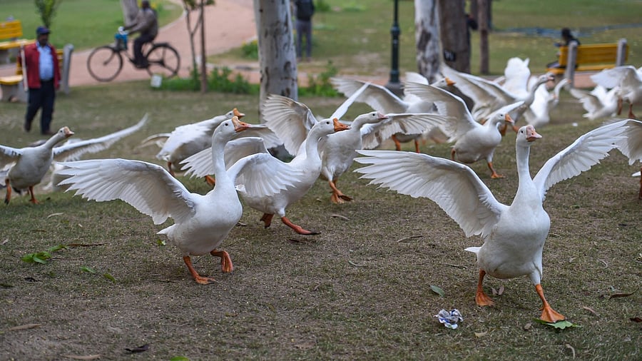 Ducks at Sanjay Lake in New Delhi. Credit: PTI Photo