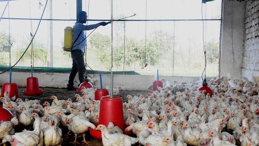 A worker sprays disinfectant inside a poultry farm in view of Avian influenza, in the outskirts of Bhopal. Credit: PTI File Photo