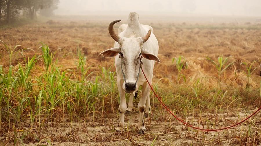 Representative image. Credit: iStock