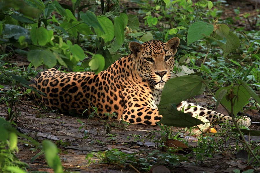 One of the rescued leopards inside the enclosure of the CWRC in Kaziranga National Park in Assam. Credit: Subhamoy Bhattacharjee, WTI