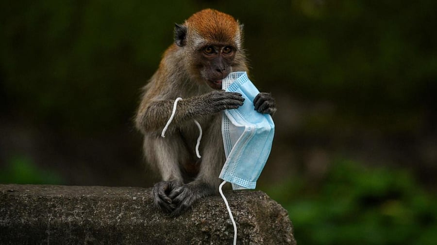 This picture taken on October 30, 2020 shows a macaque monkey playing with a face mask, used as a preventive measure against the spread of the Covid-19 coronavirus, in Genting Sempah in Malaysia’s Pahang state. Credit: AFP.