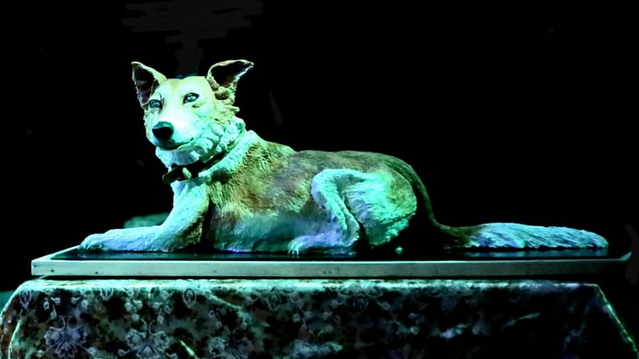 Beepathu died on December 28 after being attacked by a group of street dogs. Credit: DH Photo
