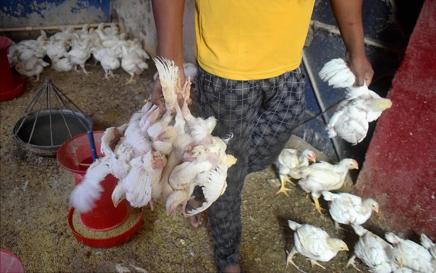 A vendor carries chicken at a livestock market, in Prayagraj, Wednesday, Jan. 13, 2021. An alert has been sounded in several states following the detection of bird flu cases in four states of India. Credit: PTI Photo