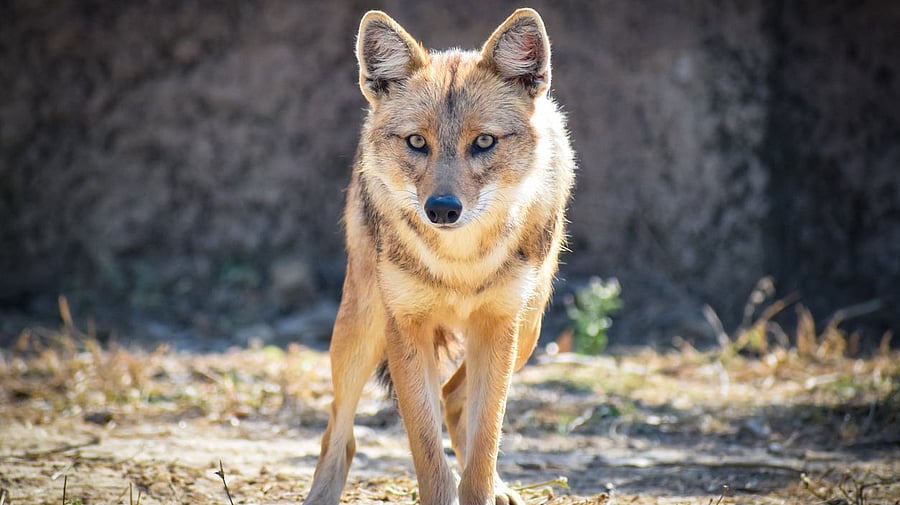 Representative image. Credit: iStock