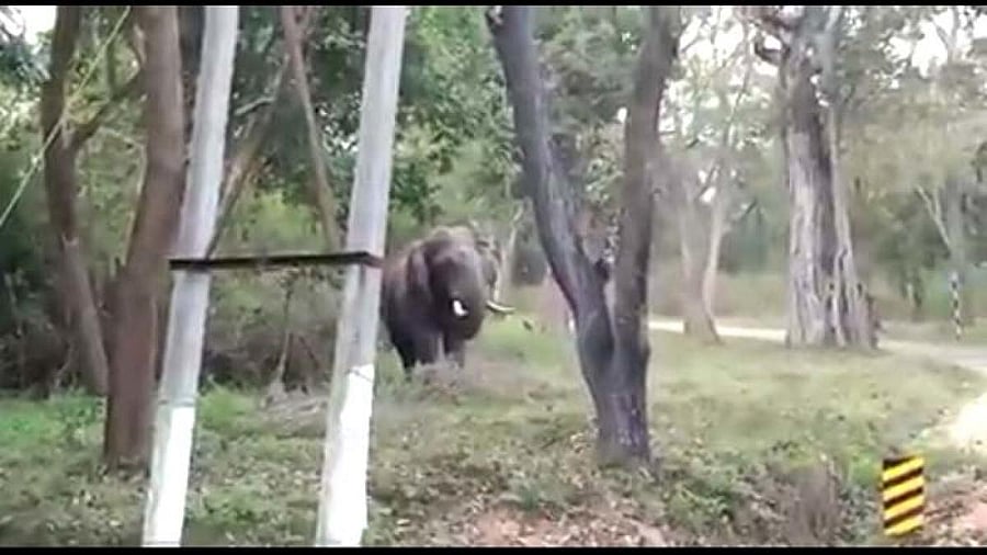 The lone tusker in Banavara.
