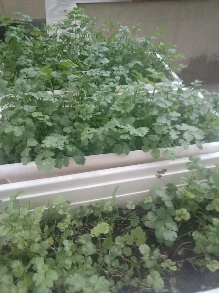 Anju converts kitchen waste into manure for her garden.