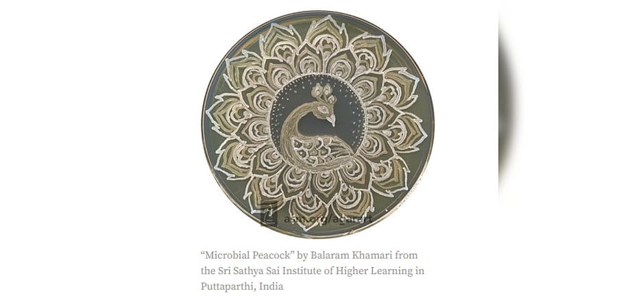 Microbial Peacock by Balaram Khamari. Credit: www.asm.org