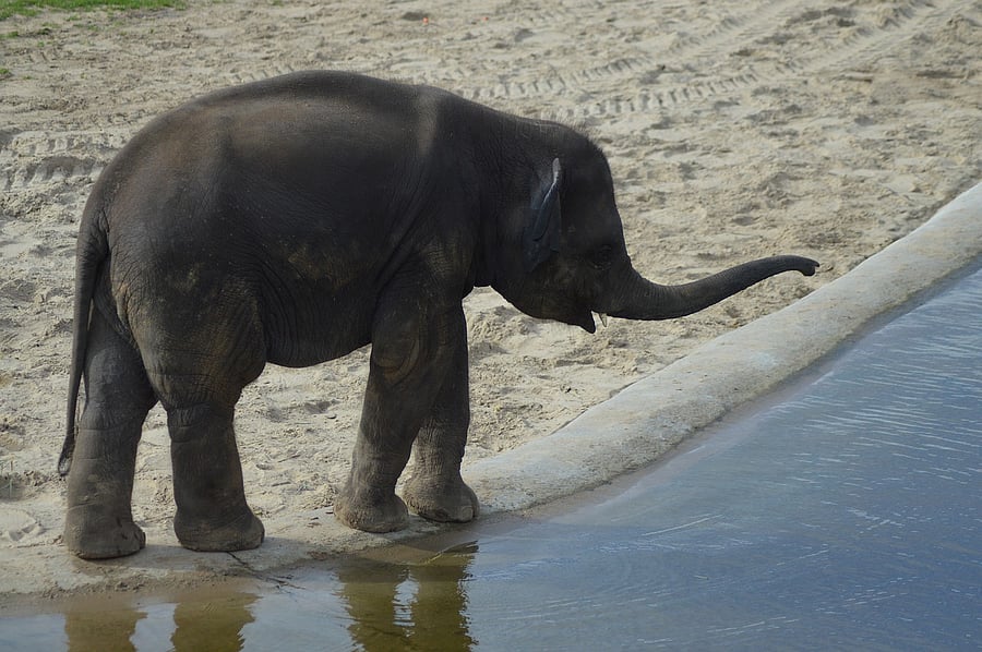 Representative image/Credit: Pixabay Image