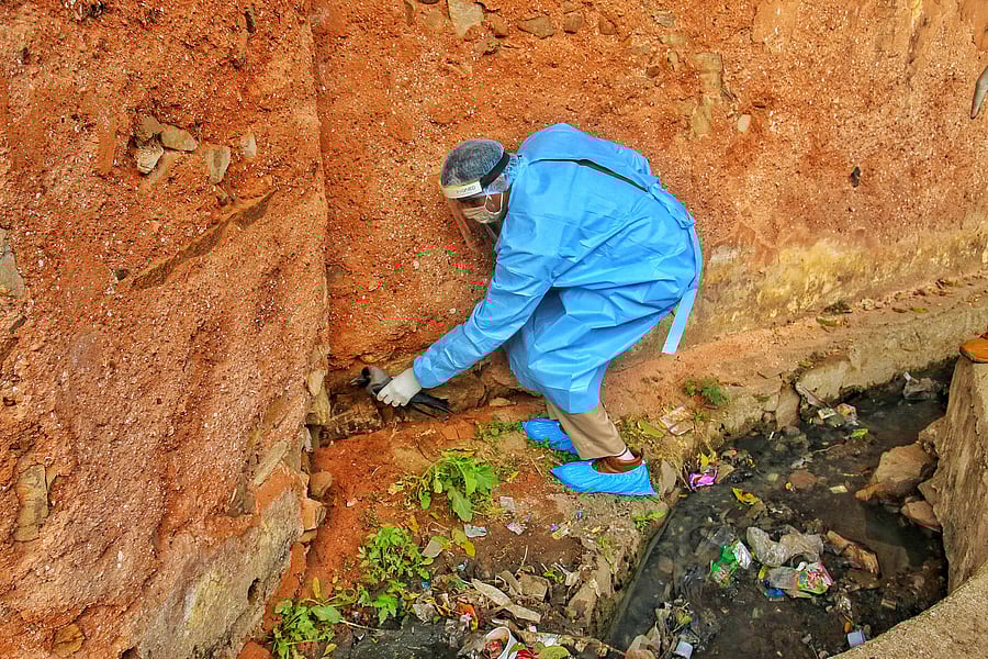 Forest department official picks a sick crow from a roadside near Jal Mahal in Jaipur, Tuesday, Jan. 5, 2021. A bird flu alert has been sounded in Rajasthan after the presence of the dreaded virus was confirmed in dead crows and other birds. Credit: PTI Photo