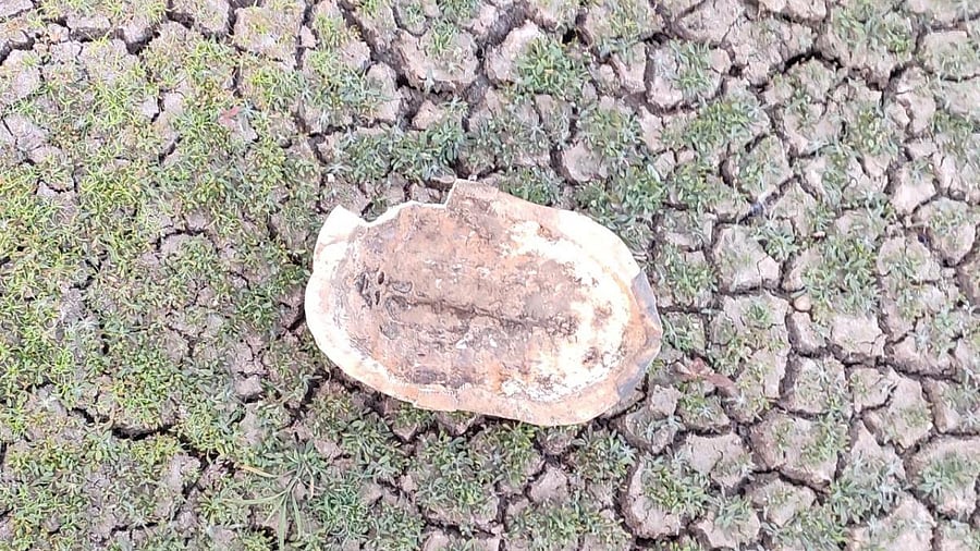 Snakes, birds, fishes, turtles, snails, crabs were found dead in Kundavada lake. Credit: DH Photo