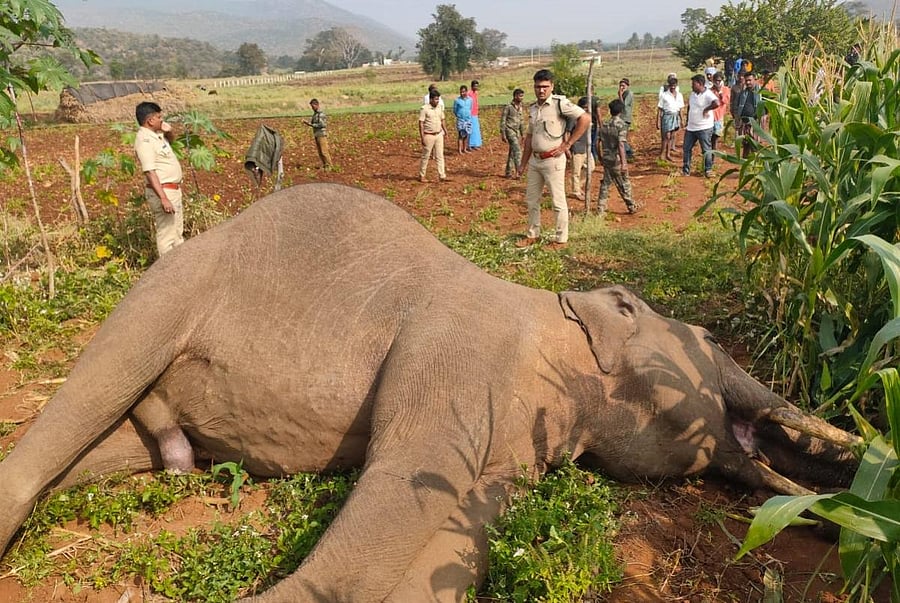 20-year-old tusker. Credit: DH Special arrangement