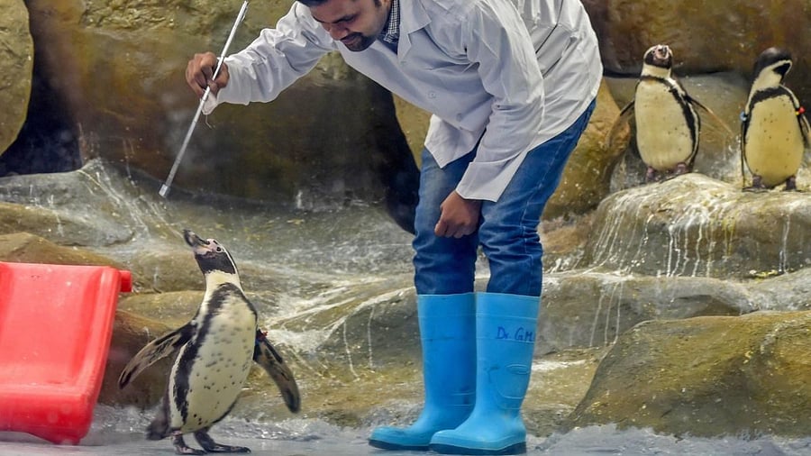 Byculla Zoo celebrates the third birthday of Mr Molt, one of the Humboldt penguin in Mumbai on Saturday, July 21, 2018. Credit: PTI file photo.