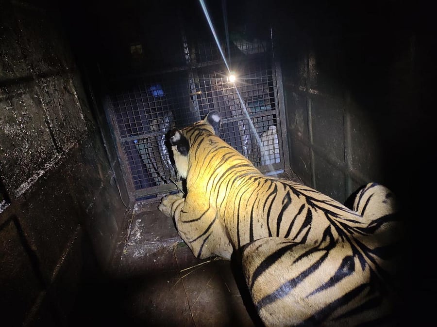 A file photo of a captured tiger in South Kodagu.