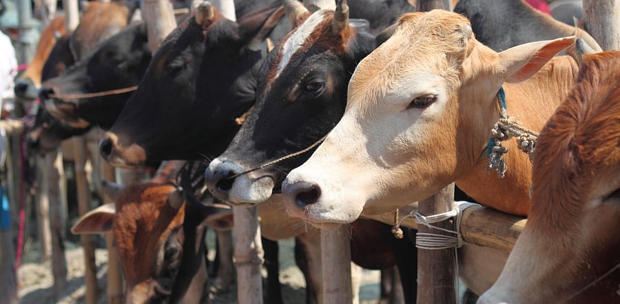 The anti-cow slaughter Bill was part of BJP's manifesto ahead of the 2018 Assembly elections. Credit: iStock photo.