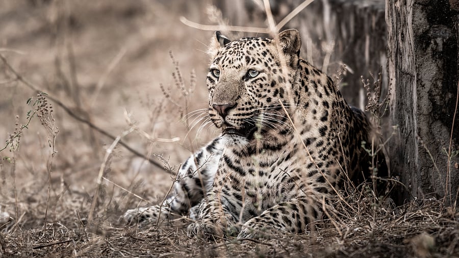 Indian leopard. Credit: Getty images