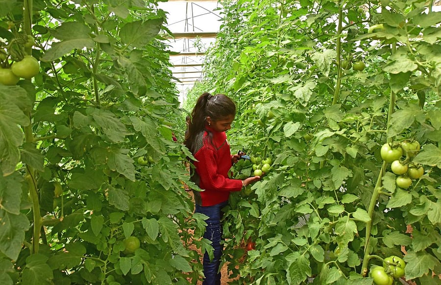 On the third day of the horticulture fair, the IIHR inked MoUs with four companies for the commercialisation of technology developed by its scientists. Credit: DH Photo