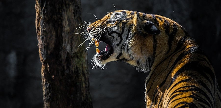 Representative image/Credit: Pixabay Image