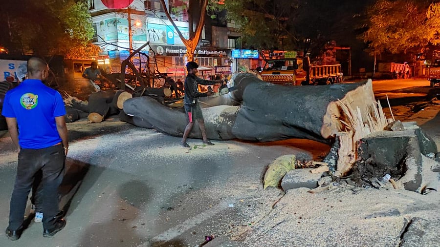 A worker cuts through the trunk of a rain tree near Sivananda Circle around Wednesday midnight. Credit: DH Photo