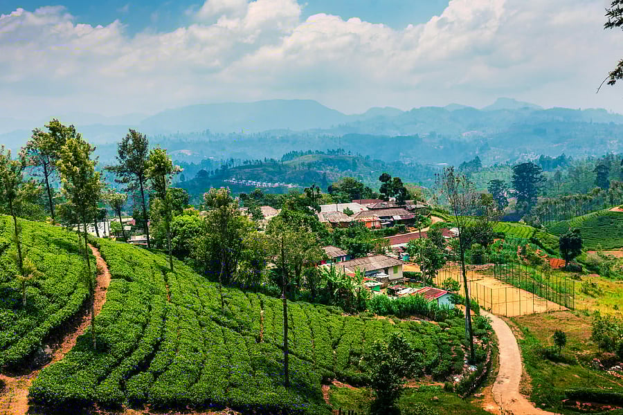 Scenic tea plantation landscape in Sri Lanka