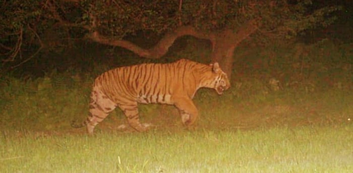 Tigress Avni. Credit: DH File Photo