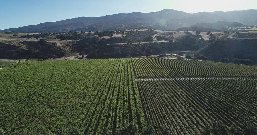 Wrath Vines Monterey, California