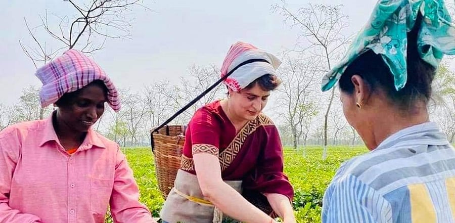 Congress General Secretary Priyanka Gandhi Vadra plucking tea leaves. Credit: Assam Pradesh Congress Committee
