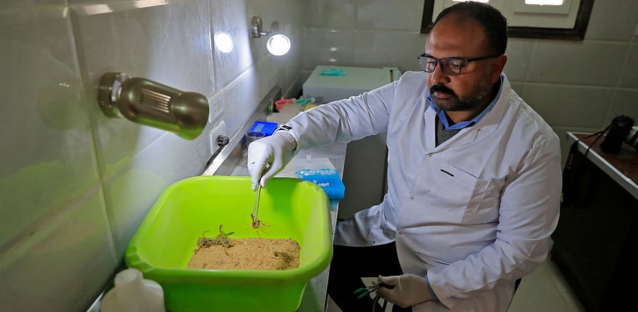 Egyptian engineer Ahmed Abu al-Seoud catches a scorpion at his Scorpion Kingdom laboratory in Egypt  Credit: AFP/ Khaled Desouki