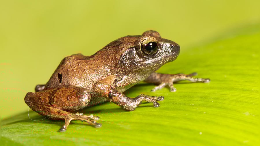 Raorchestes drutaahu. Credit: Special Arrangement