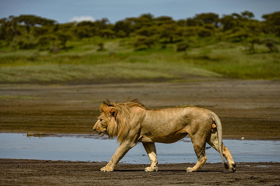 Walk the talk. Ndutu Conservation area, Serengeti, Africa.