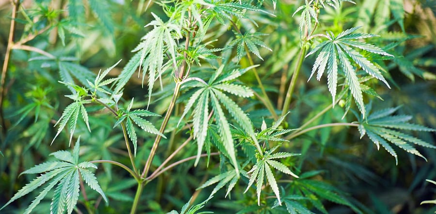 A marijuana plant. Credit: iStock photo.