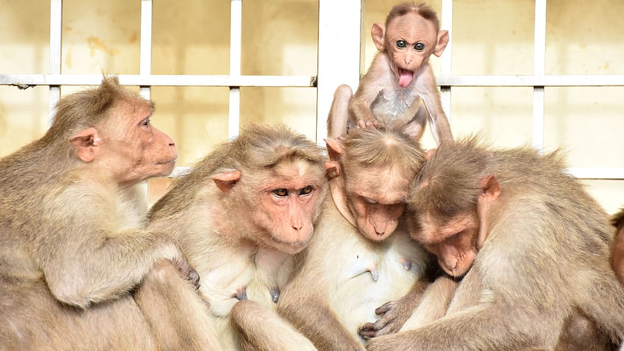 Monkeys spotted atop Chamundi Hill near Mysuru. Credit: DH Photo