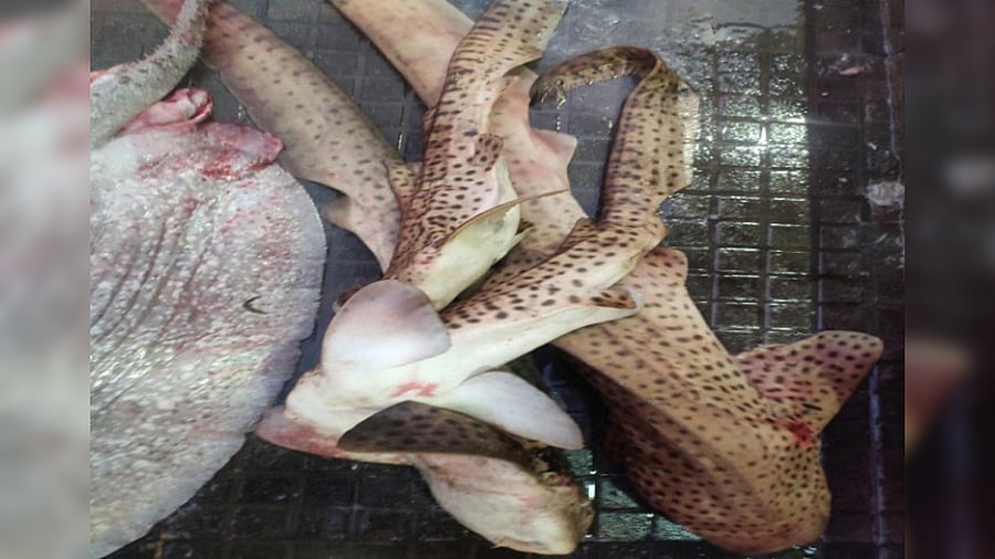 Stegostoma Fasciatum also known as Zebra Shark. Credit: DH Photo