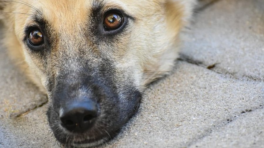 Representative Image. Credit: Pixabay Photo