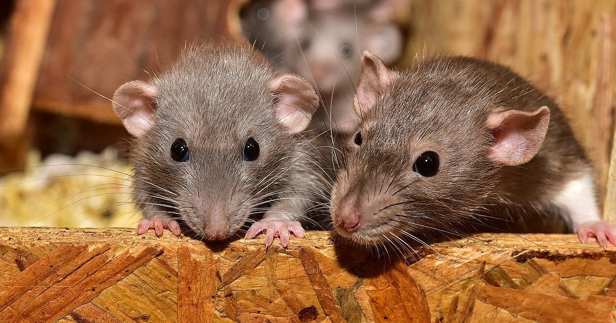 Kolkata gnawed up by rats; old buildings and bridges under threat