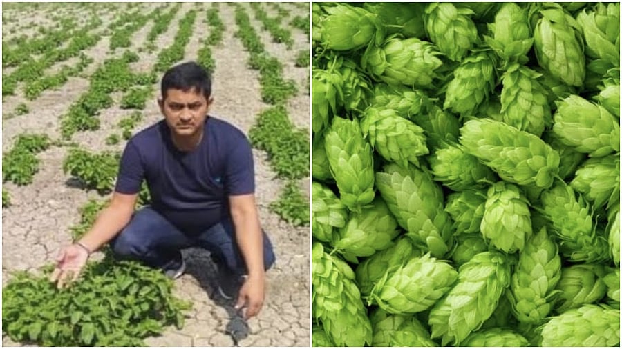The world's costliest crop is being sold by a Bihar farmer Amresh Singh who is cultivating 'hop shoots'. Credit: Twitter/@supriyasahuias