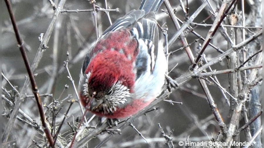 Three-banded Rosefinch. Credit: Himadri Shekar Mondal, BNHS