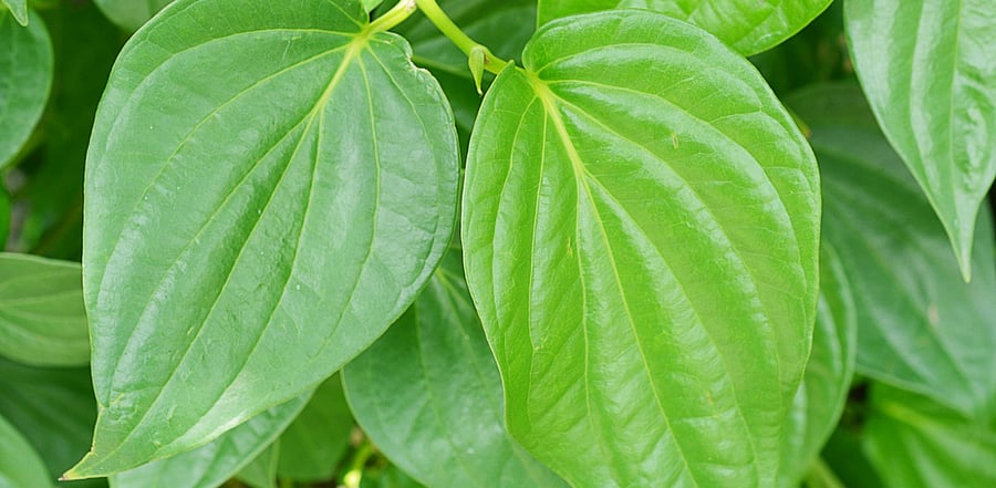 Extracted oil from betel leaves has antioxidants and antimicrobial properties. Credit: iStock Photo