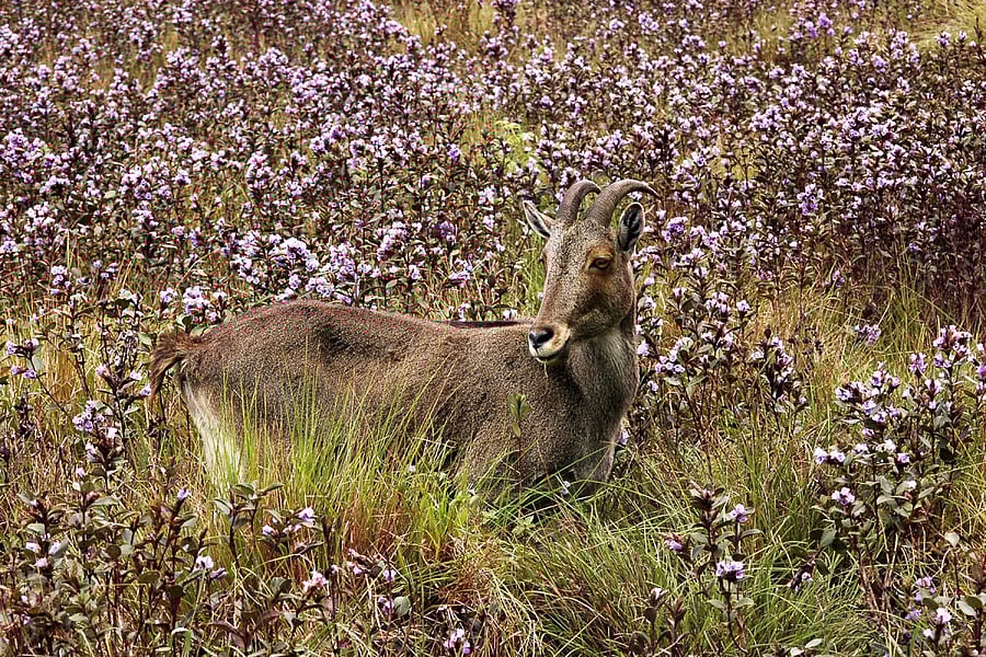 Nilgiri tahr