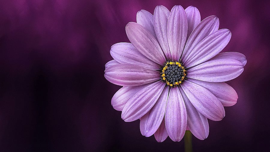 Representative image. Credit: Pixabay Photo