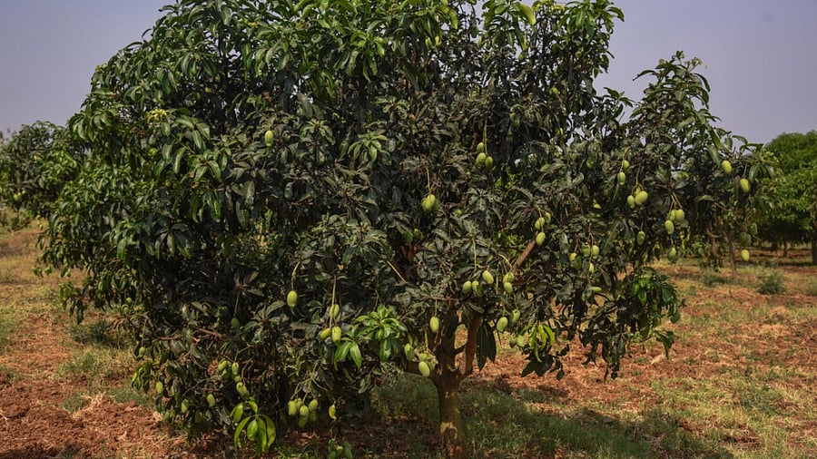 Mango Appemidi at ICAR Indian Institute of Horticultural Research (ICAR IIHR), Hesarahatta Bengaluru. Credit: DH Photo by S K Dinesh