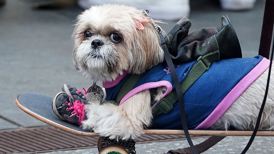 A small dog rides on a skateboard amid the coronavirus pandemic. Credit: Reuters Photo