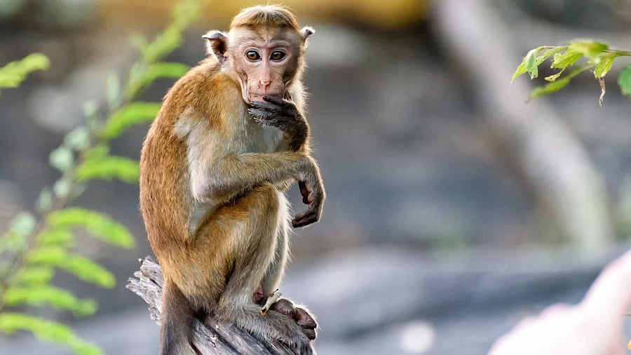 Representative Image. Credit: iStock Photo