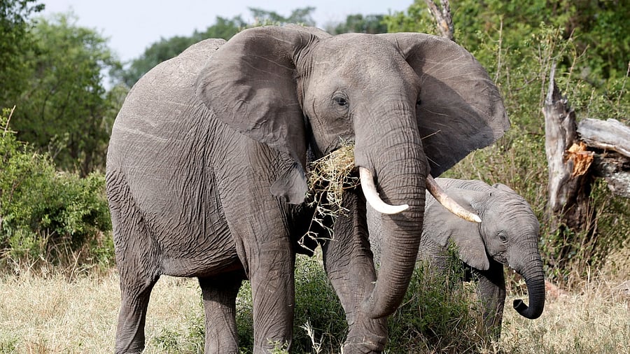 "We got authority to hunt a maximum of 500 elephants and that's how we make money," Farawo explained. Credit: Reuters File Photo
