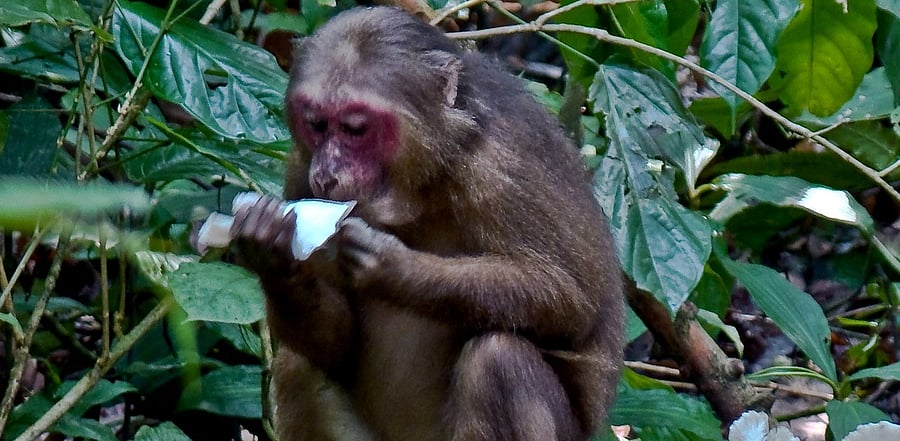 A stump-tailed macaque. Photo Credit: Narayan Sharma