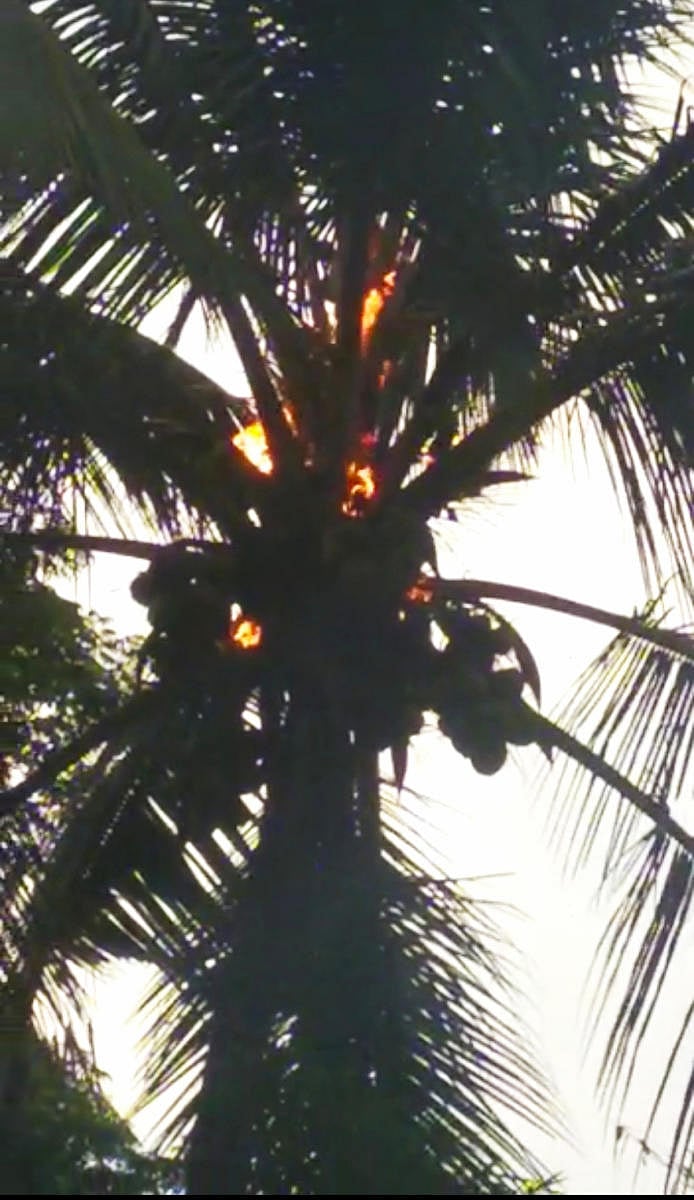 The coconut tree which was gutted in fire due to lightning, in Gaddehalla near Suntikoppa.
