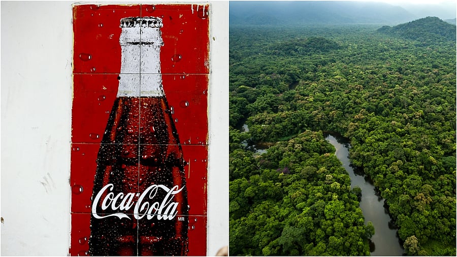 Coca-Cola is the eighth company to join the program by adopting the Javari-Buriti Area of Relevant Ecological Interest for 658,850 reais ($122,109) for a period of one year. Credit: iStock Photo