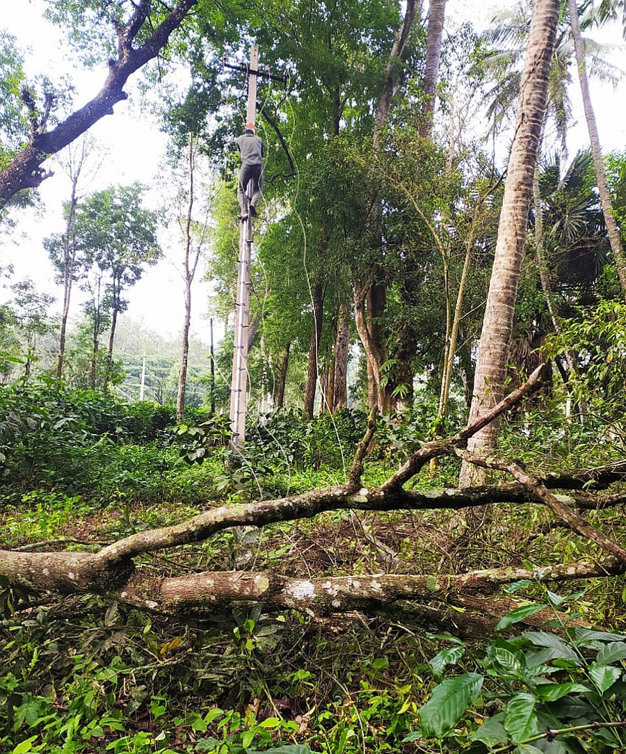 CESC personnel repair electricity poles at Haleri in Suntikoppa.