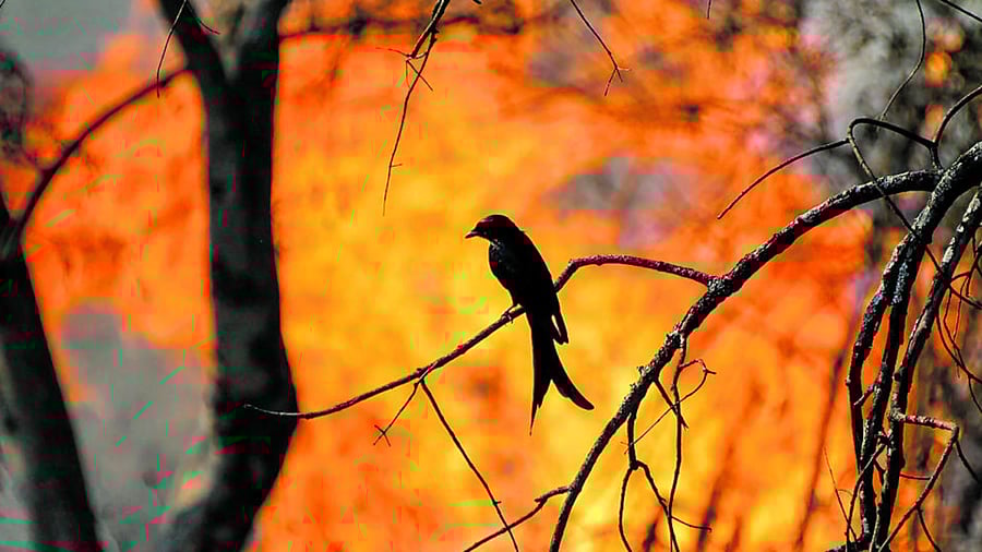 Fighting forest fires is an extremely difficult job and requires years of learning and field exposure.