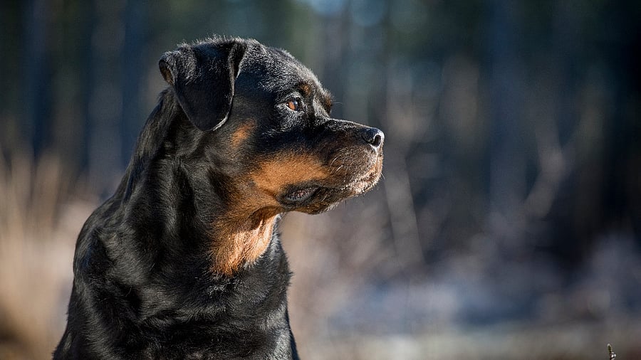 Representative image. Credit: iStock photo